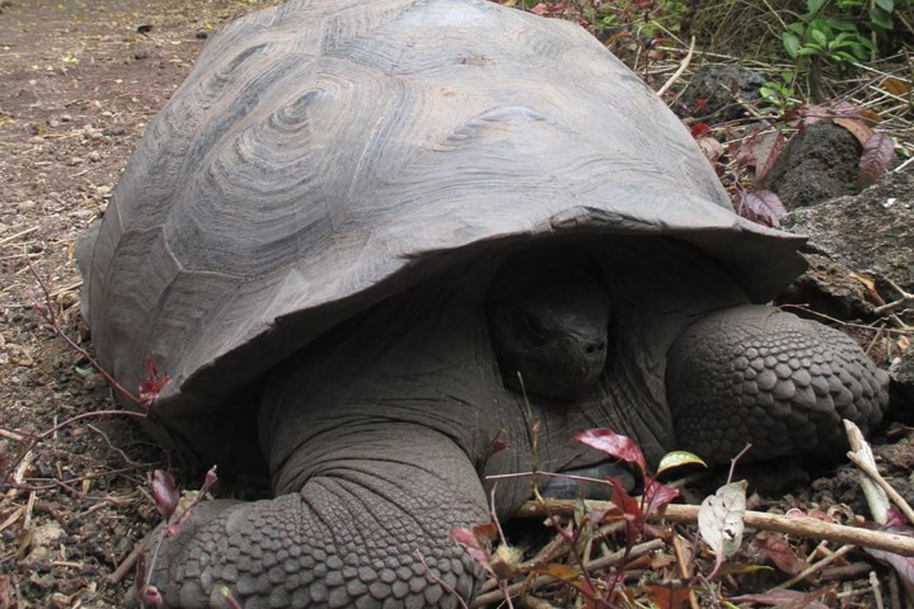 Godetevi il meglio di Quito e Galapagos (3 isole) 8 giorni di viaggio — 5