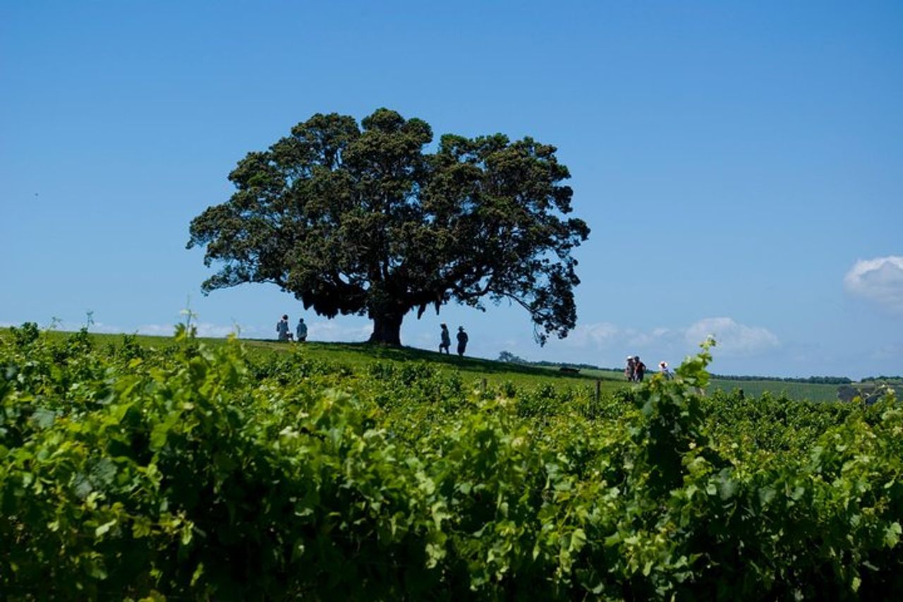 Waiheke island Wine Tours - degustazione di vini PREMIUM MAX 11 clienti ! — 9