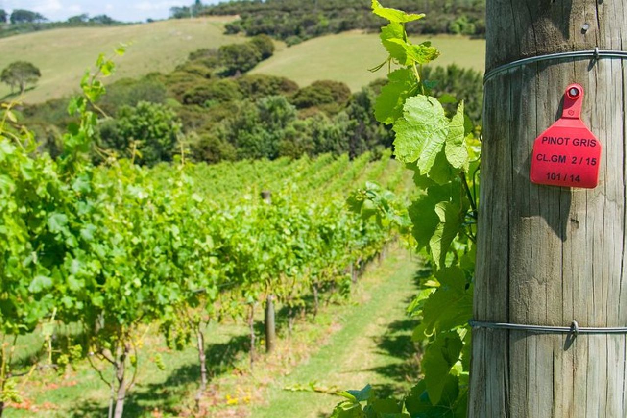 Waiheke island Wine Tours - degustazione di vini PREMIUM MAX 11 clienti ! — 8