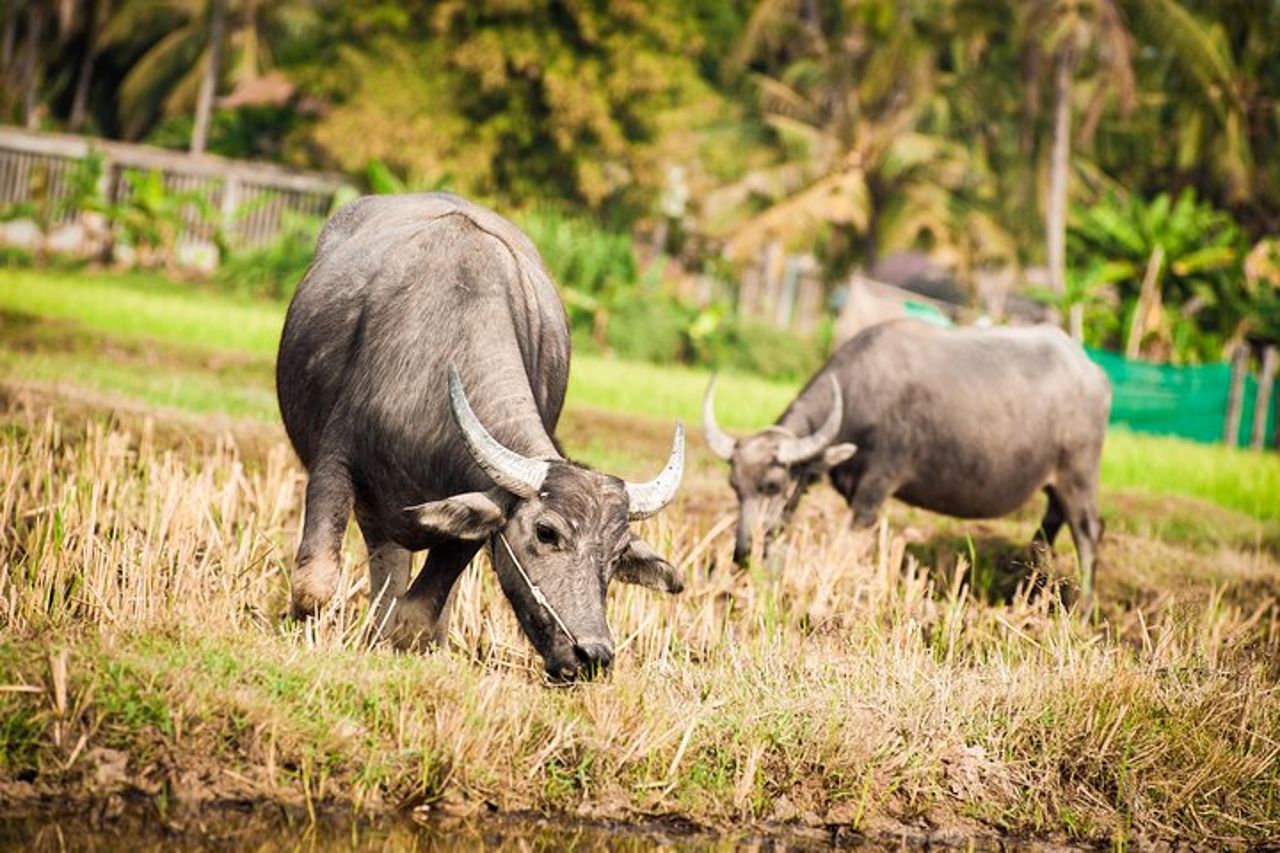Tour guidato della campagna di Siem Reap in bicicletta e tour privato in e-bike — 8