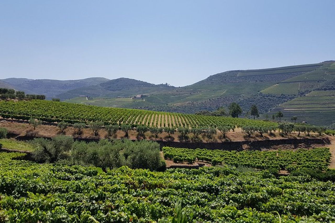 Tour dei vini della Valle del Douro: 3 visite ai vigneti, degustazioni di vini, pranzo