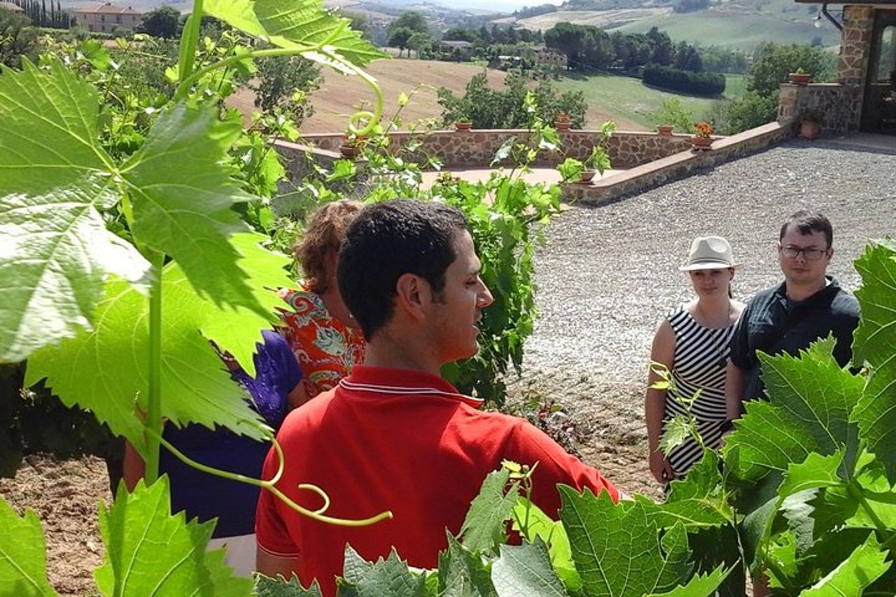 Tour in autobus dei vigneti di Brunello — 4