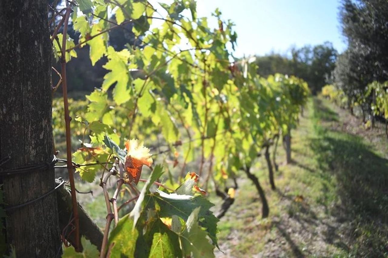 Tour in autobus dei vigneti di Brunello — 7