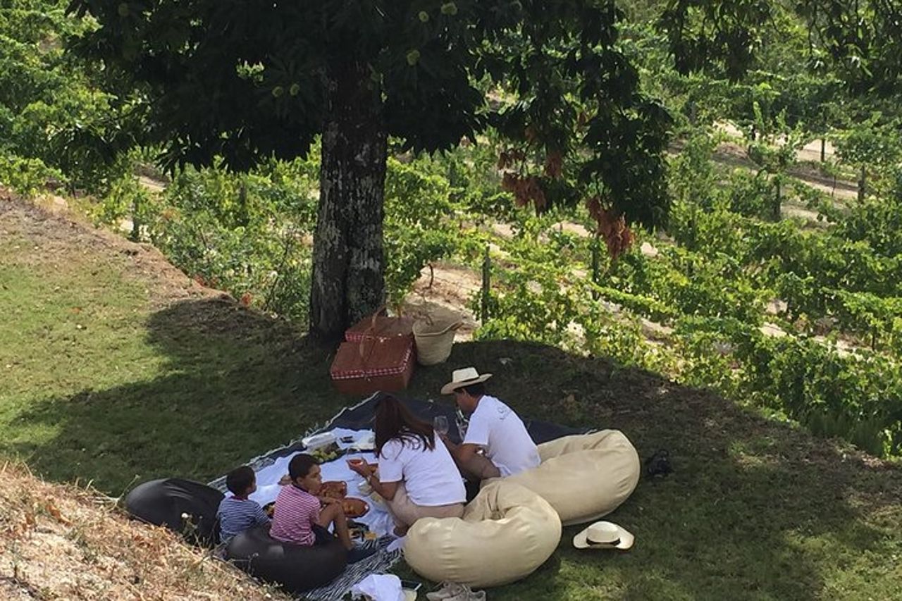Degustazione di vini e pranzo | Quinta de Santa Cristina Vinho Verde — 4