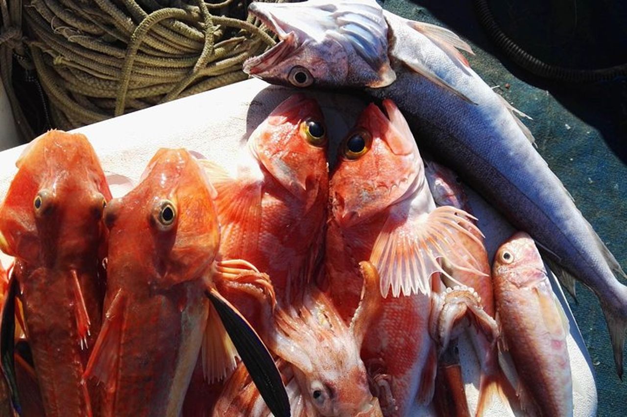 Pesca nella baia di Sorrento e Capri — 5