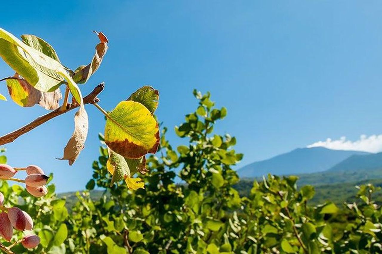 Tour privato dell'Etna e pranzo al pistacchio in una fattoria di pistacchi