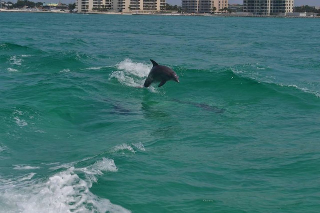 Snorkeling, Shelling ed Eco Escursione da Destin — 5