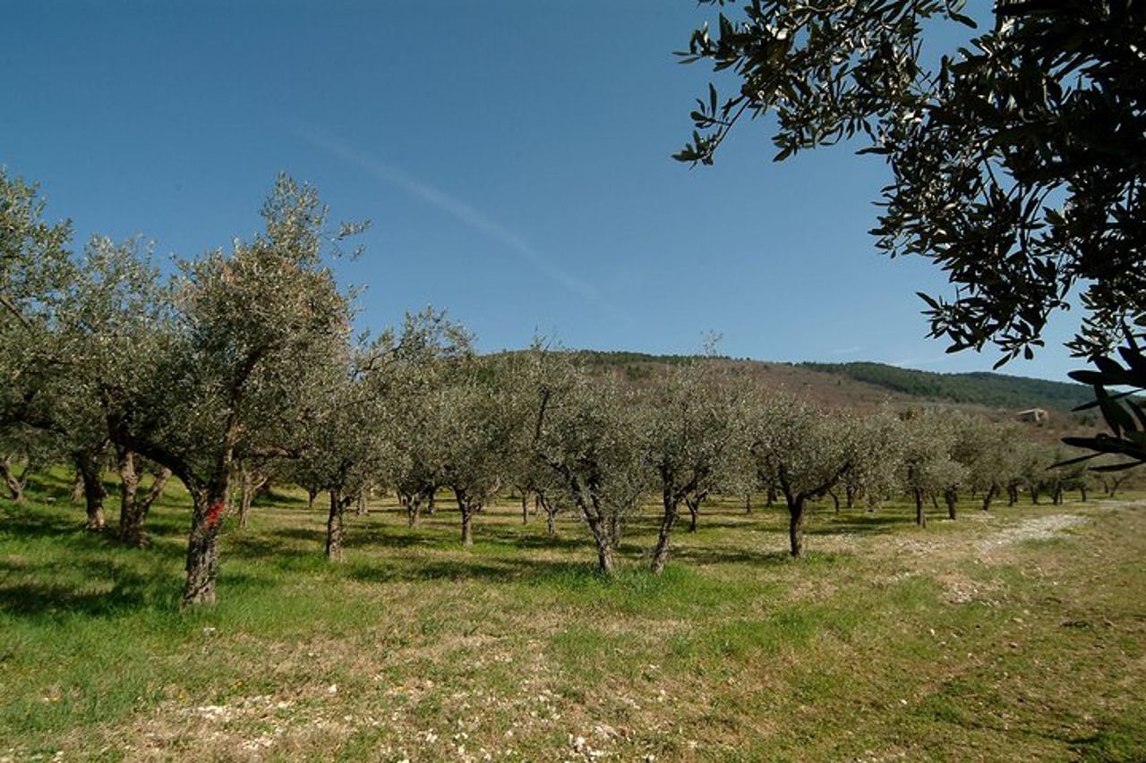 Assaggiatore di olio d'oliva assaggiatore per un giorno! — 2