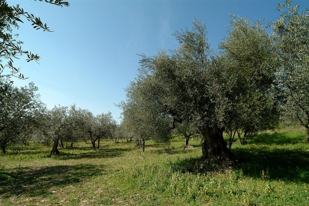 Assaggiatore di olio d'oliva assaggiatore per un giorno! — 3