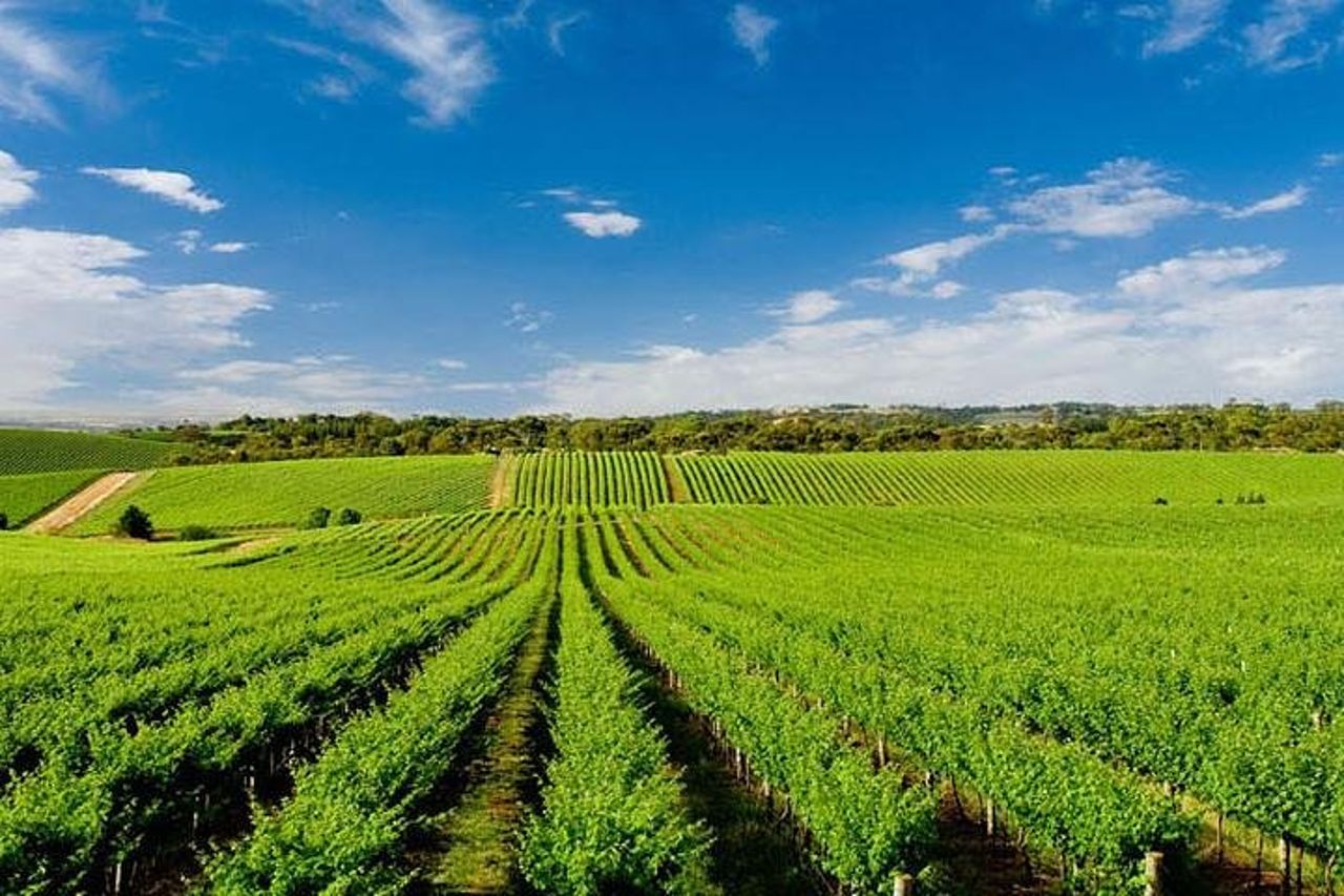 Carriage Ride in the Vineyards with Tasting and Tour of Assisi — 6