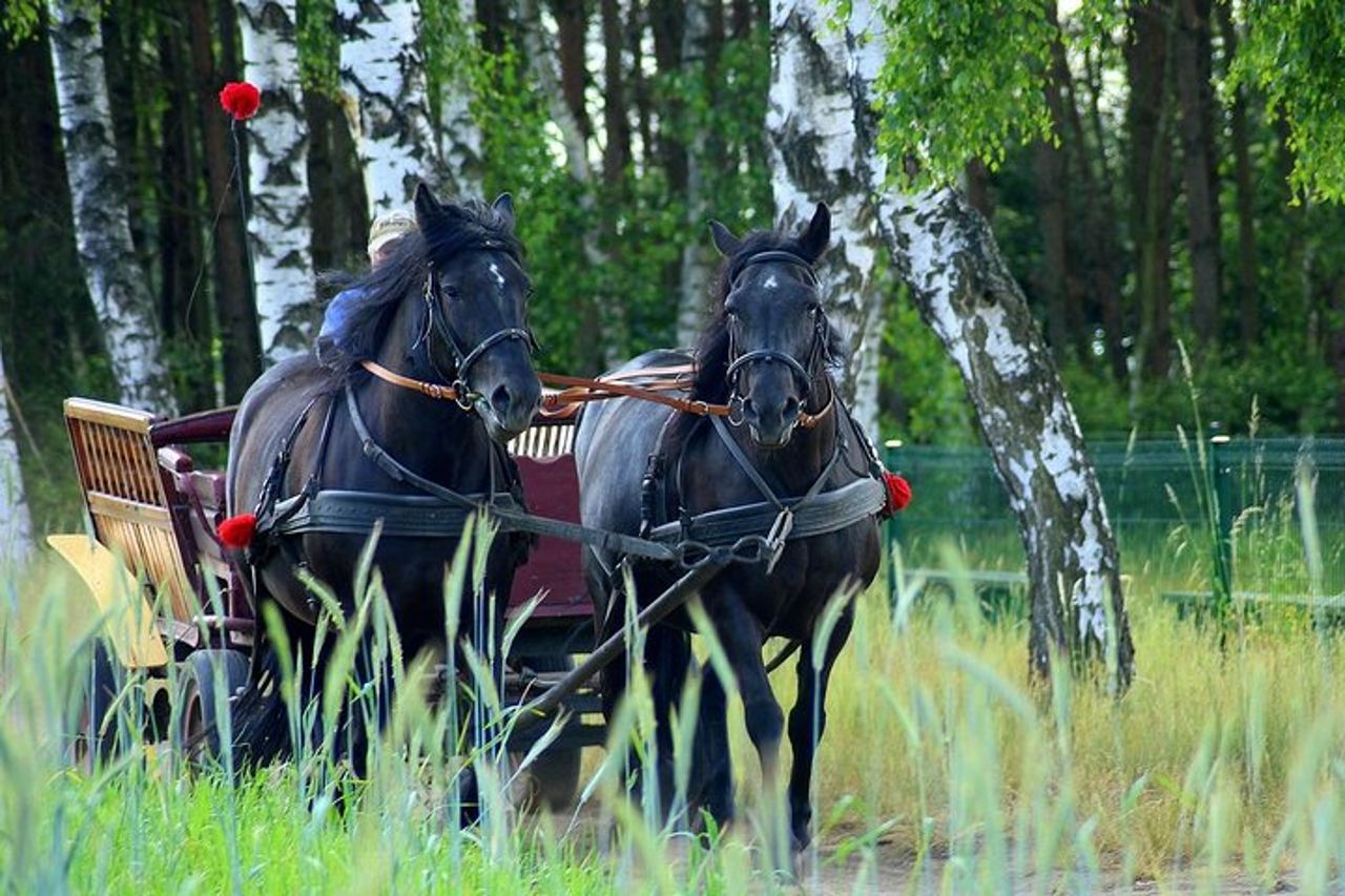 Carriage Ride in the Vineyards with Tasting and Tour of Assisi — 2