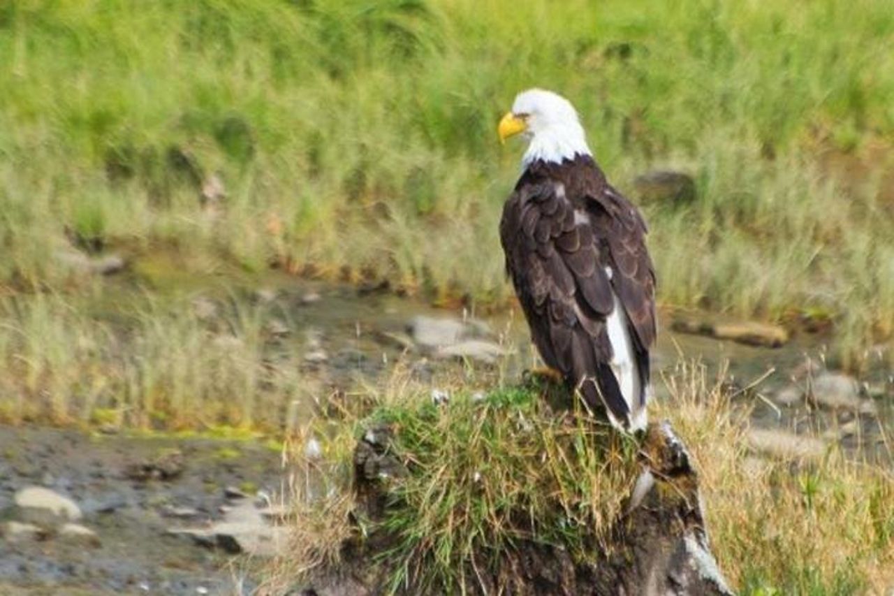 Escursione a bordo della Ketchikan: Eagle Sanctuary e Rainforest Wildlife Center — 2