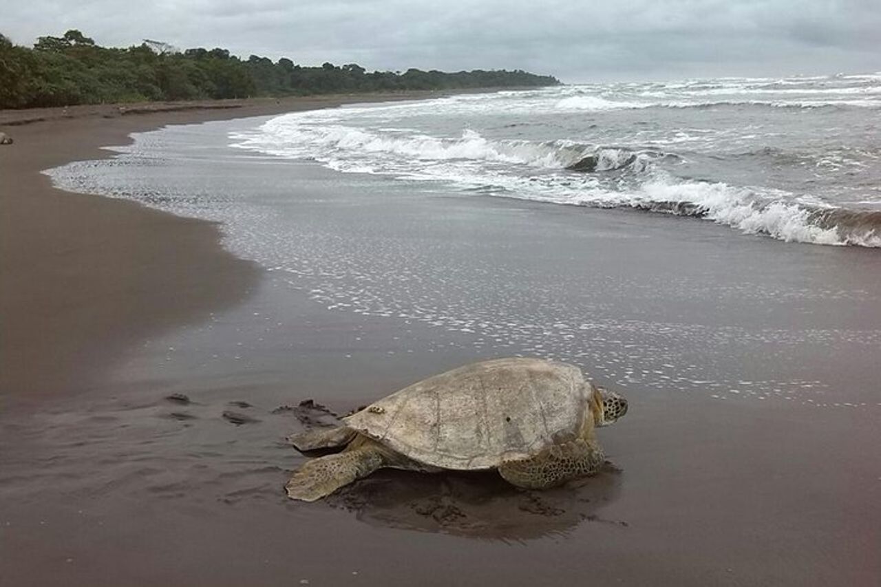 Turtle Tour — 3