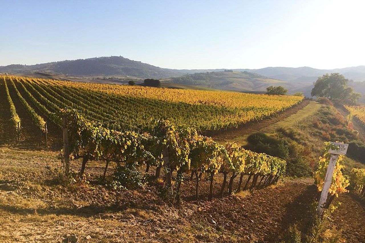 Tour del vino di Montalcino — 4