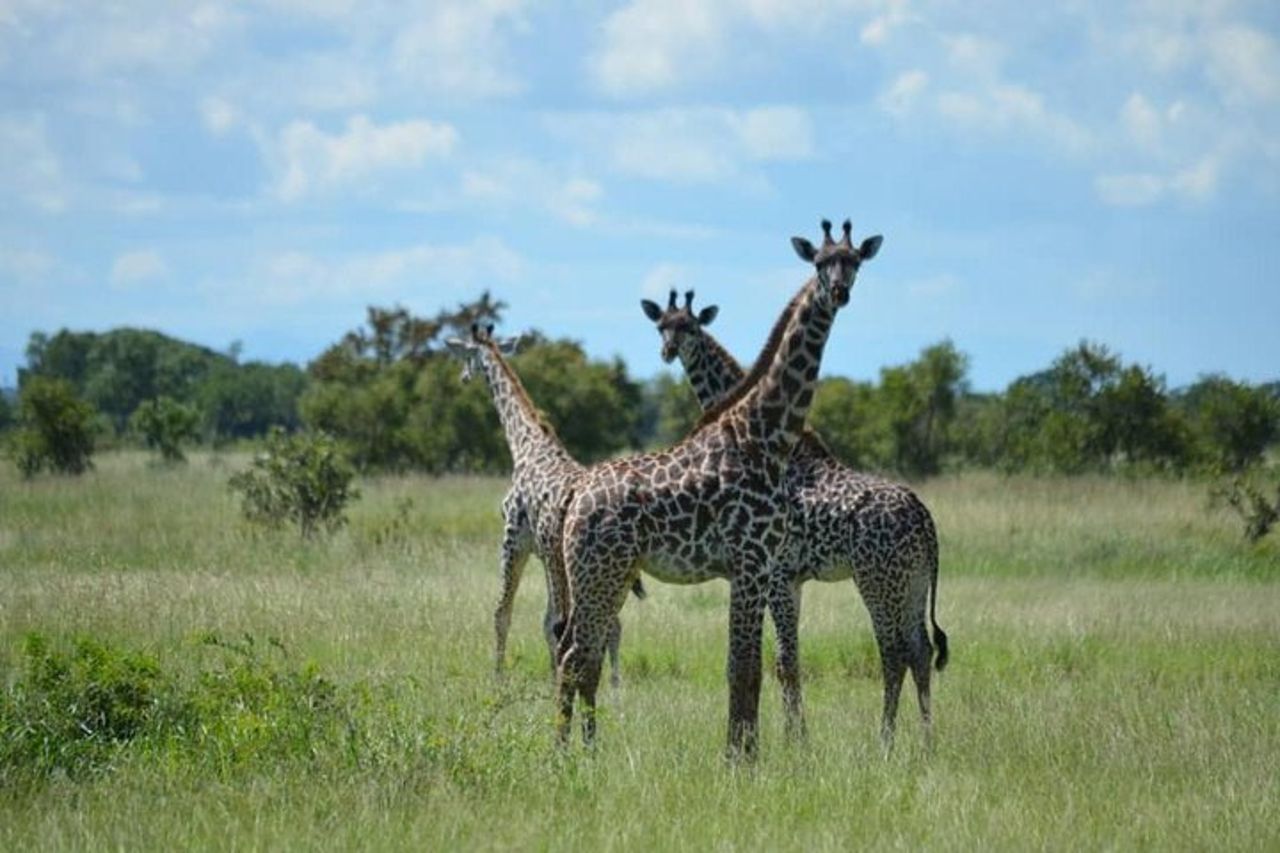 Safari a piedi e game drive Mikumi National Park da Morogoro — 2
