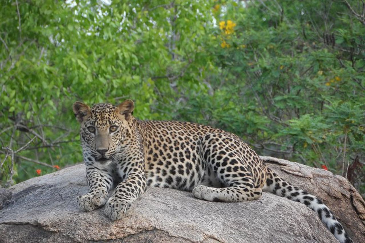 Safari speciale leopardo & elefanti - Yala - dalle 04.30 alle 11.30 — 4