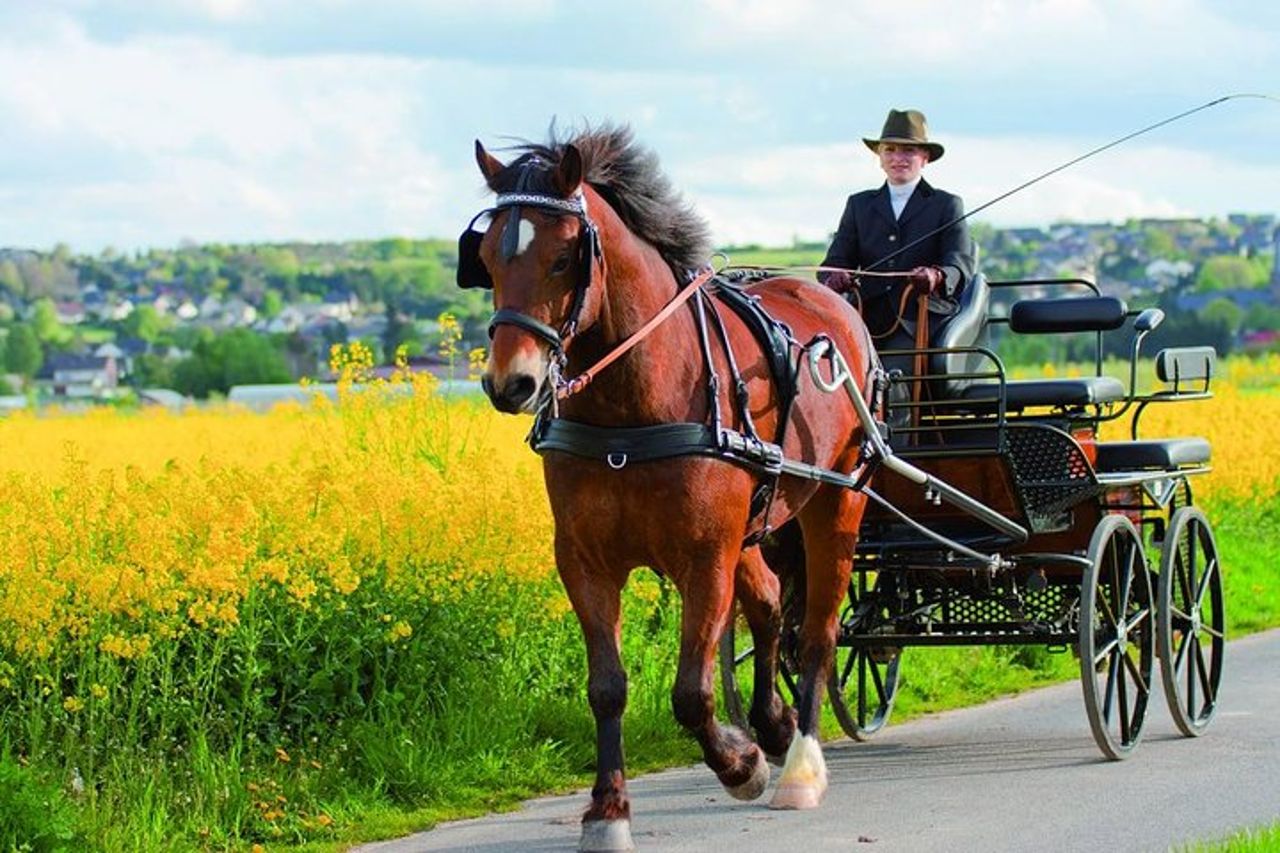 Carriage Ride in the Vineyards with Tasting and Tour of Assisi