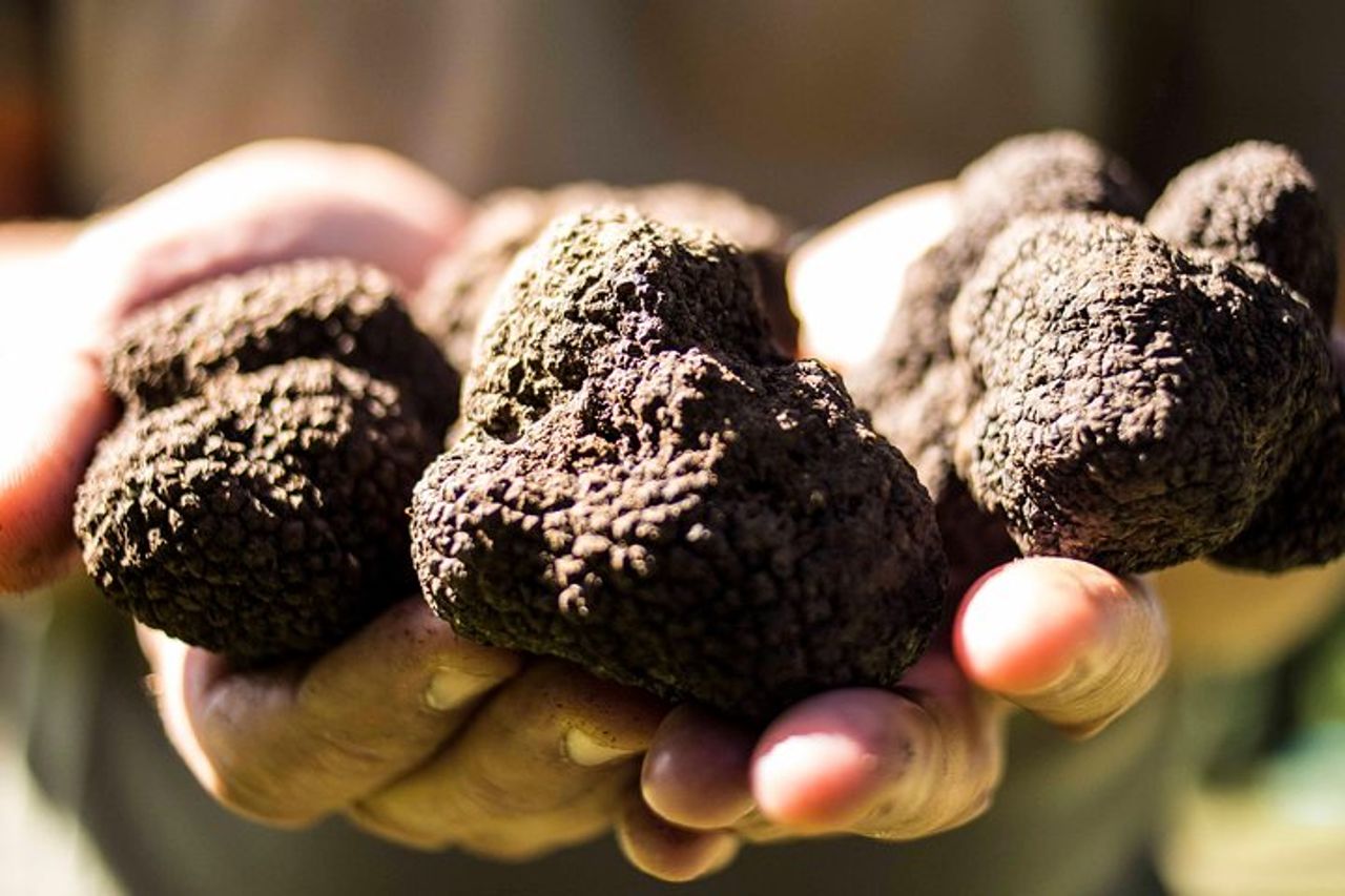 Caccia al tartufo vicino Roma con pranzo di 7 portate