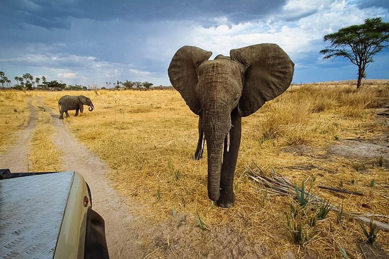 2 giorni nel parco nazionale di Ruaha.