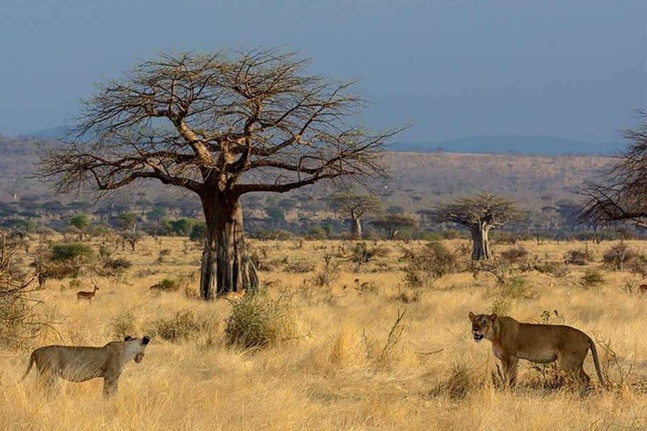 2 giorni nel parco nazionale di Ruaha. — 2