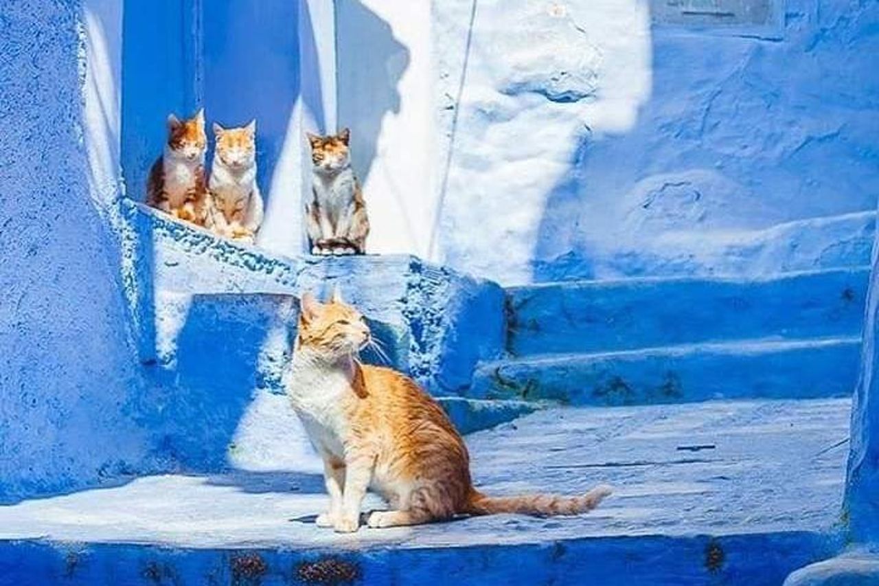 Gita di un giorno a Chefchaouen! La perla blu — 5