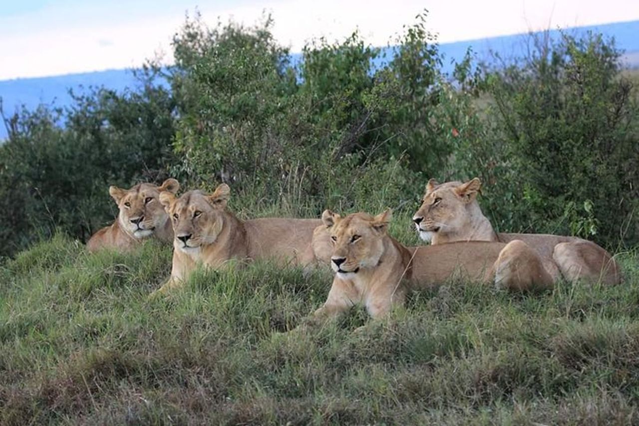 5 giorni Masai Mara, Lake Naivasha, Lake Nakuru Safari — 8