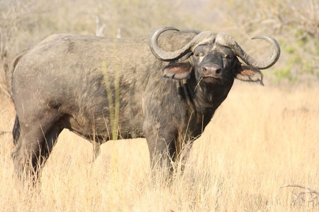 Drive del gioco Full Day del Parco Nazionale Kruger — 5