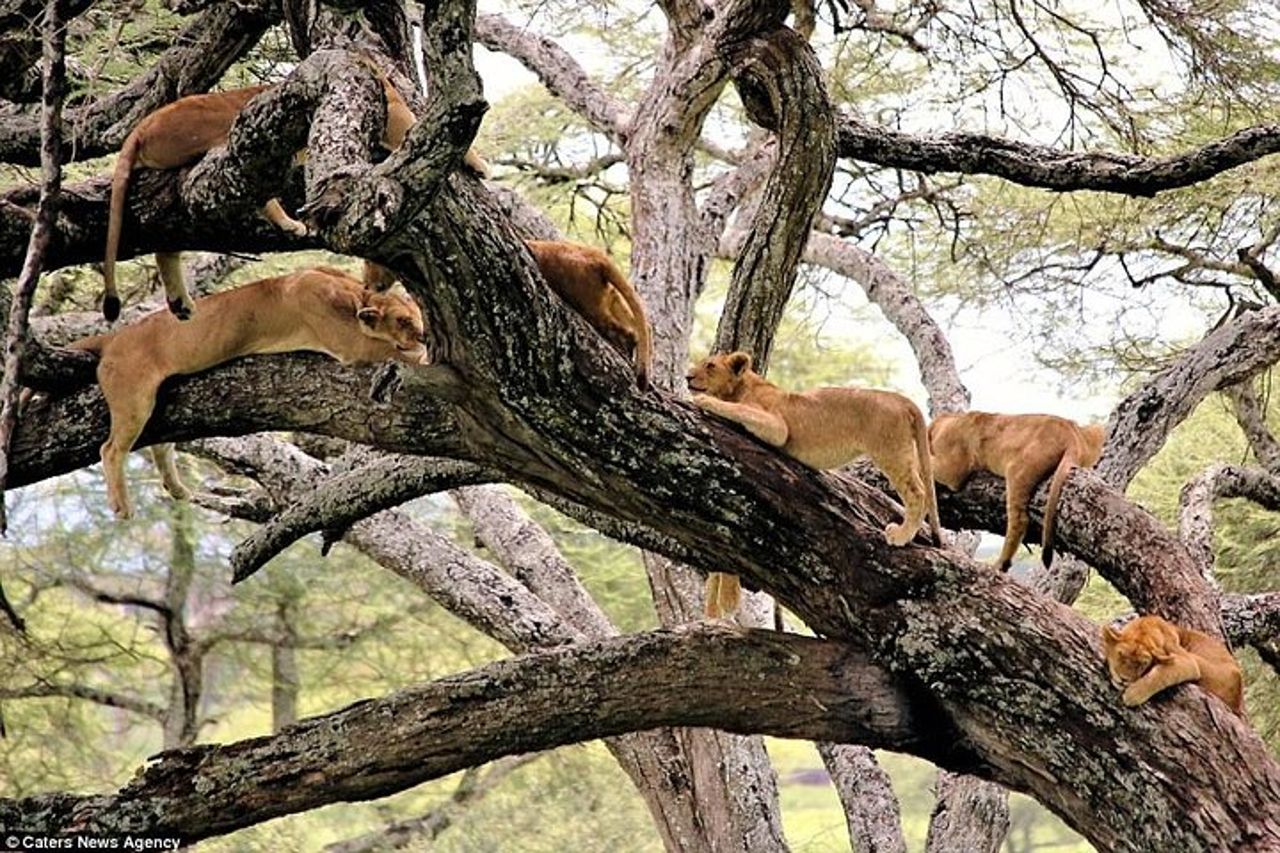 Cratere Tarangire Serengeti Ngorongoro di 4 giorni — 4