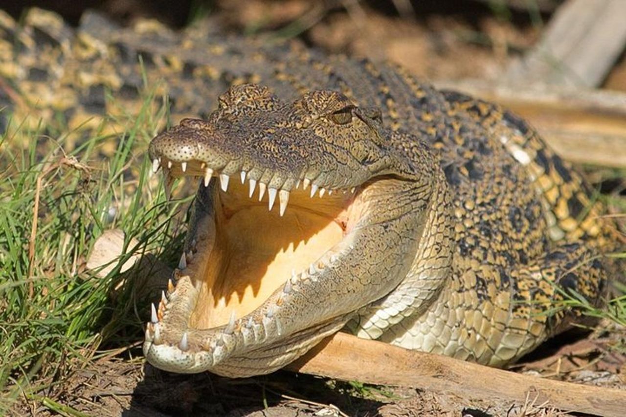 1 giornata di corroboree Billabong Wetland Experience con crociera di 2,5 ore + pranzo — 3