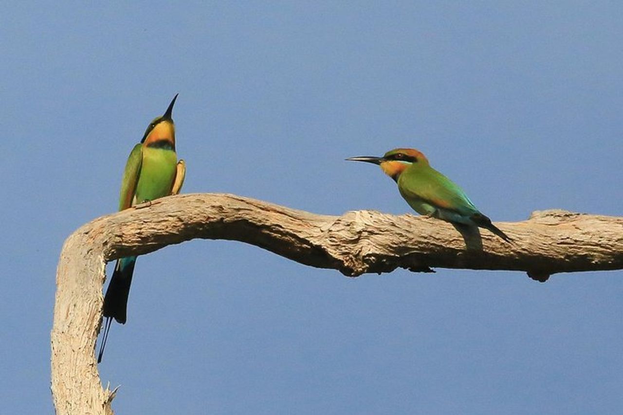 1 giornata di corroboree Billabong Wetland Experience con crociera di 2,5 ore + pranzo — 6