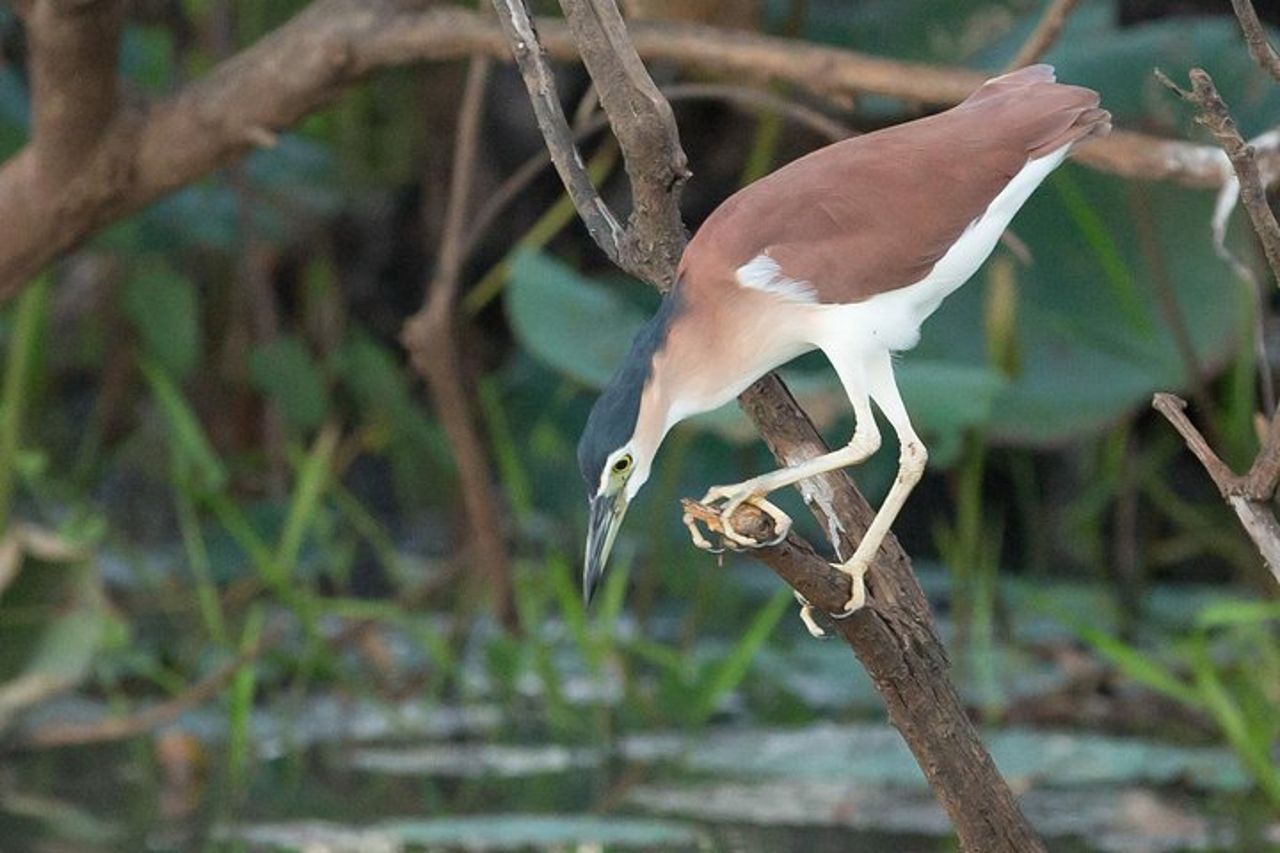 1 giornata di corroboree Billabong Wetland Experience con crociera di 2,5 ore + pranzo — 7