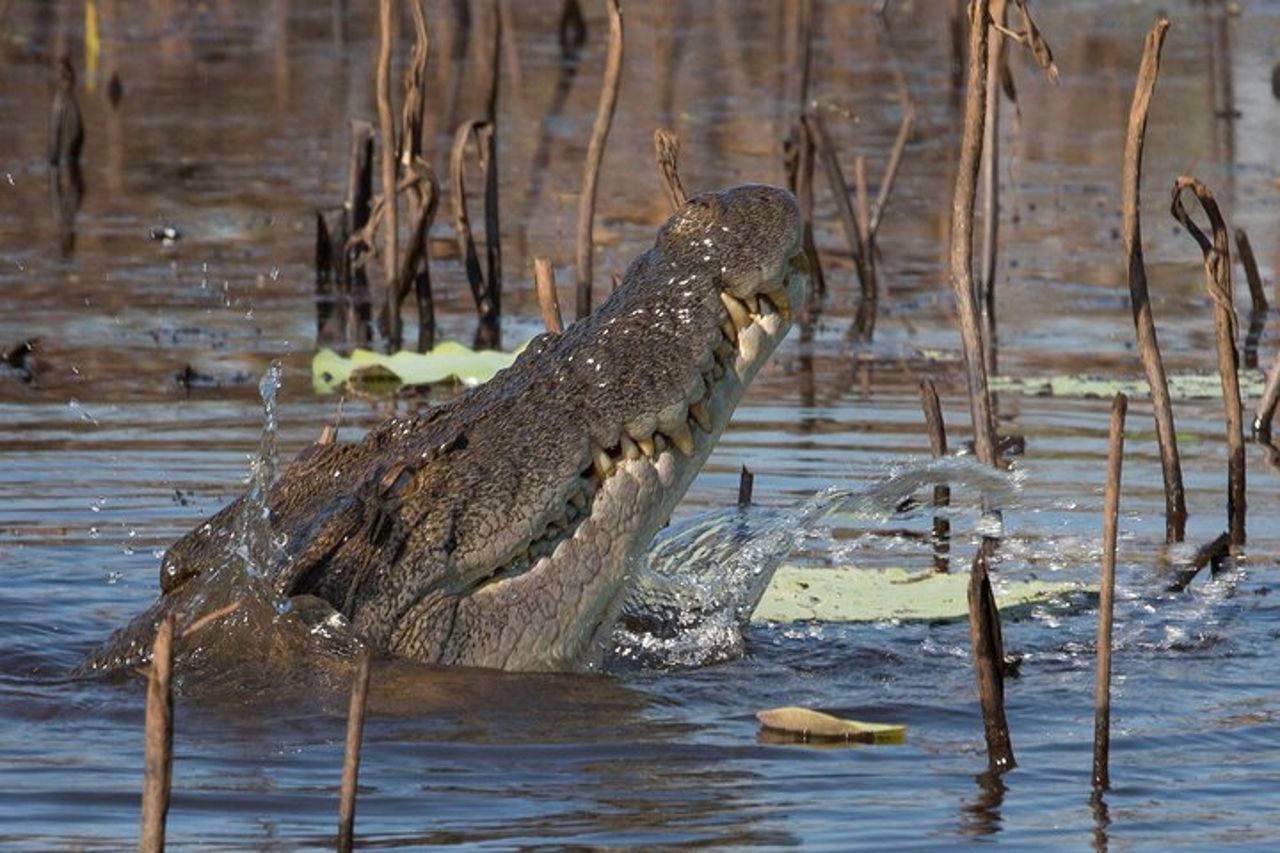 1 giornata di corroboree Billabong Wetland Experience con crociera di 2,5 ore + pranzo — 8