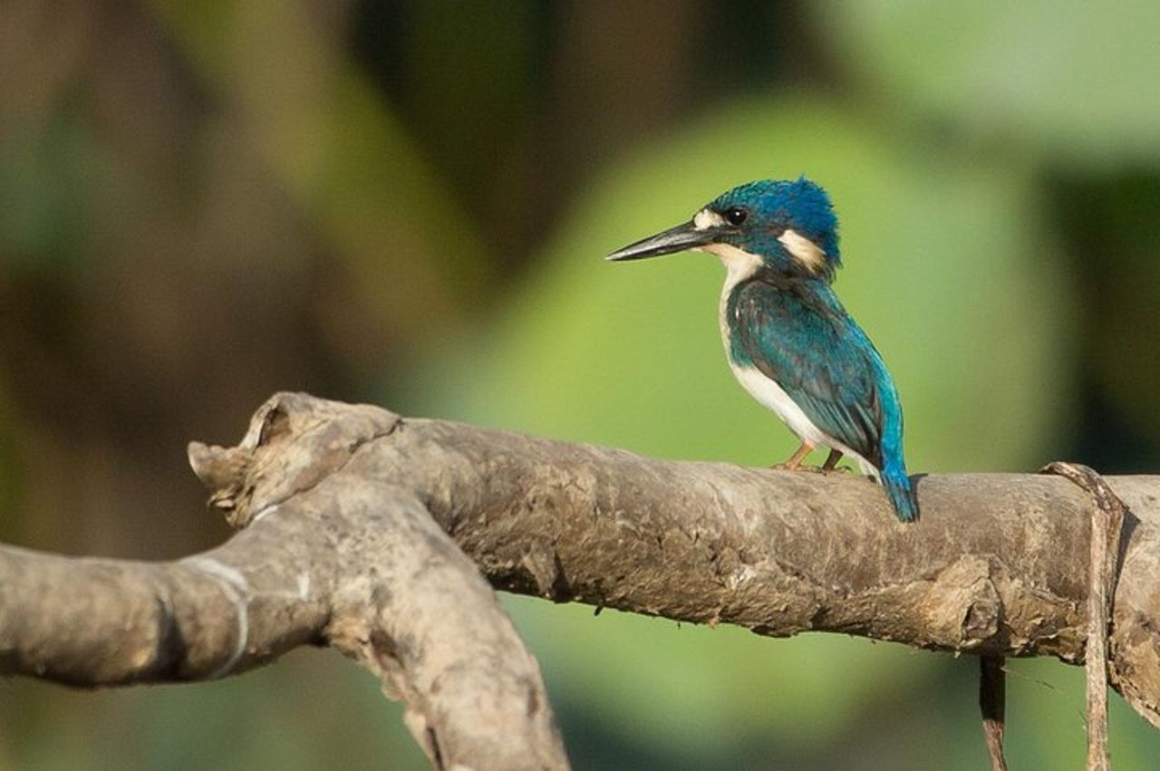 1 giornata di corroboree Billabong Wetland Experience con crociera di 2,5 ore + pranzo — 9