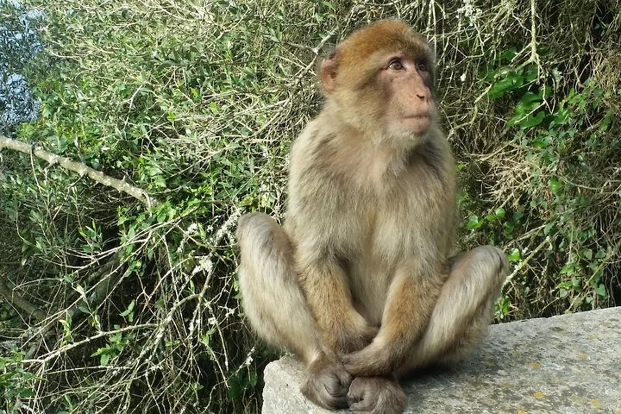 Viaggio privato a Gibilterra da Marbella o Malaga — 2