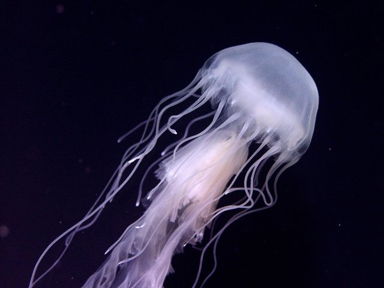 Salta la coda alla biglietteria : biglietto d'ingresso generale dell'Acquario del Pacifico — 6