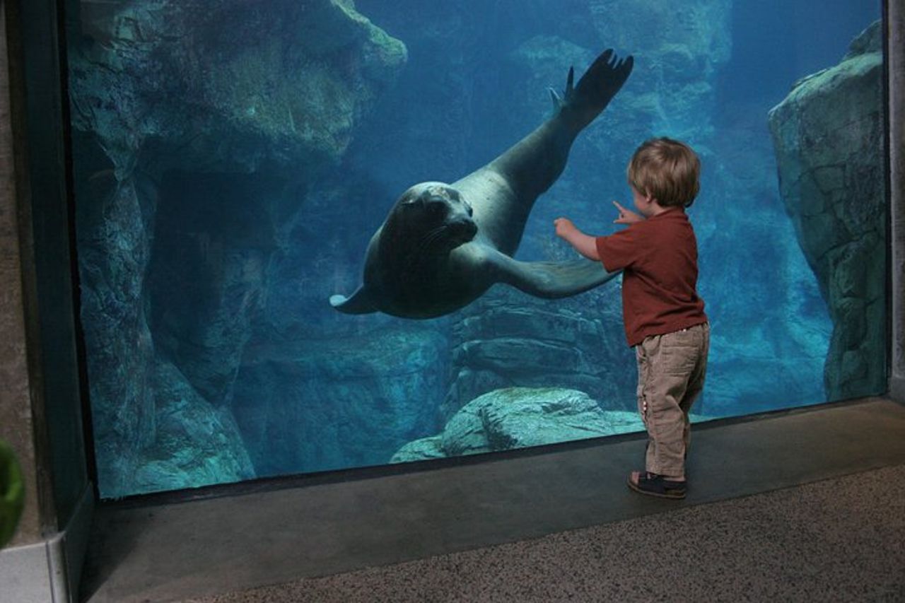 Salta la coda alla biglietteria : biglietto d'ingresso generale dell'Acquario del Pacifico — 7