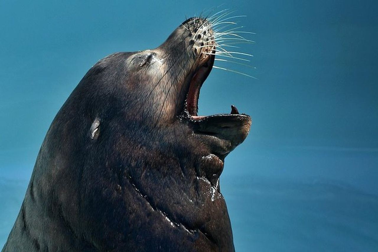 Salta la coda alla biglietteria : biglietto d'ingresso generale dell'Acquario del Pacifico — 8