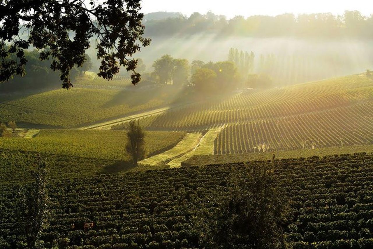 Saint-Emilion Grand Cru Classé: Visita & degustazione in inglese — 6