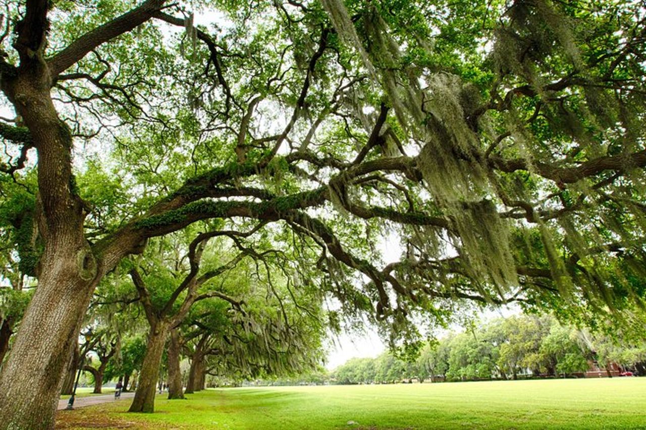 Combinazione Savannah Land & Sea: City Sightseeing Trolley Tour con Riverboat Cruise — 8