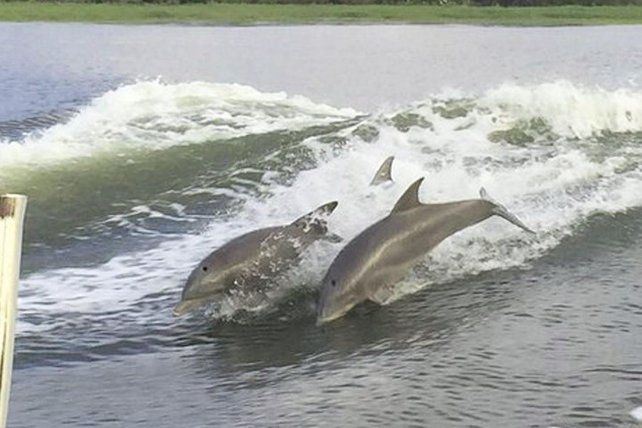 Da Savannah a Tybee Island con crociera con i delfini — 5