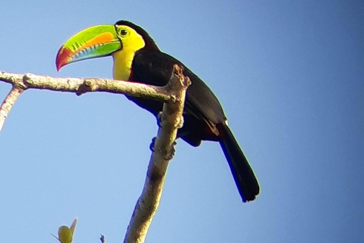 Tour a piedi di Ancon Hill: bradipi, fauna selvatica e viste sulla città di Panama — 4
