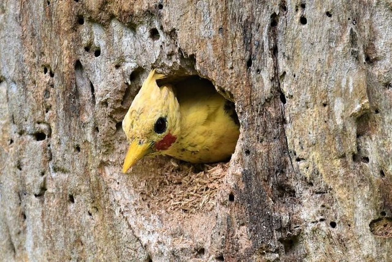 Avventura di 3 giorni nella giungla di Iquitos al Muyuna Lodge — 7