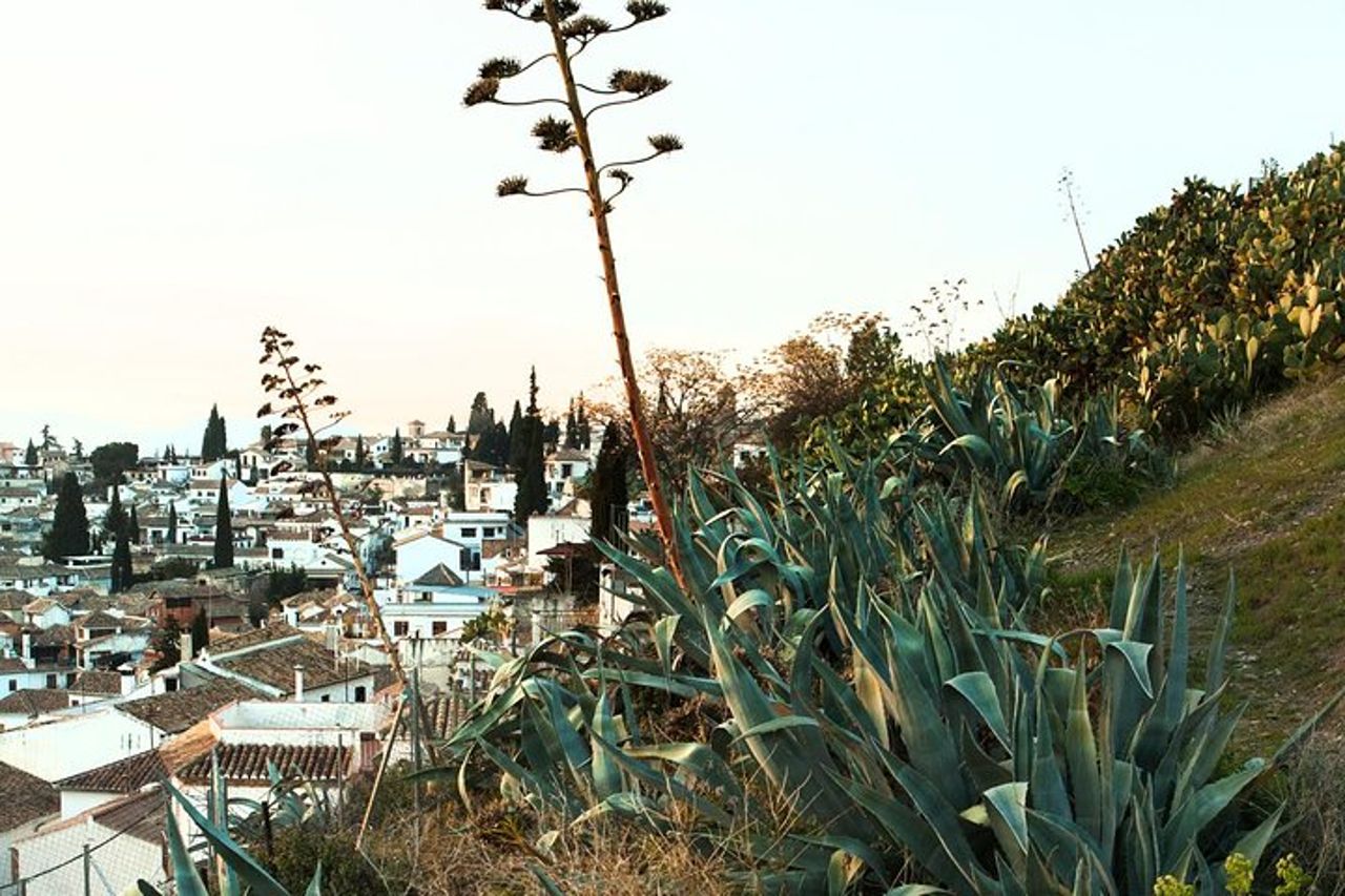 Granada: tour privato di Albaicin e Sacromonte — 6