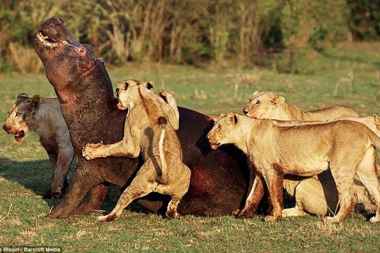Cratere Tarangire Serengeti Ngorongoro di 4 giorni — 5