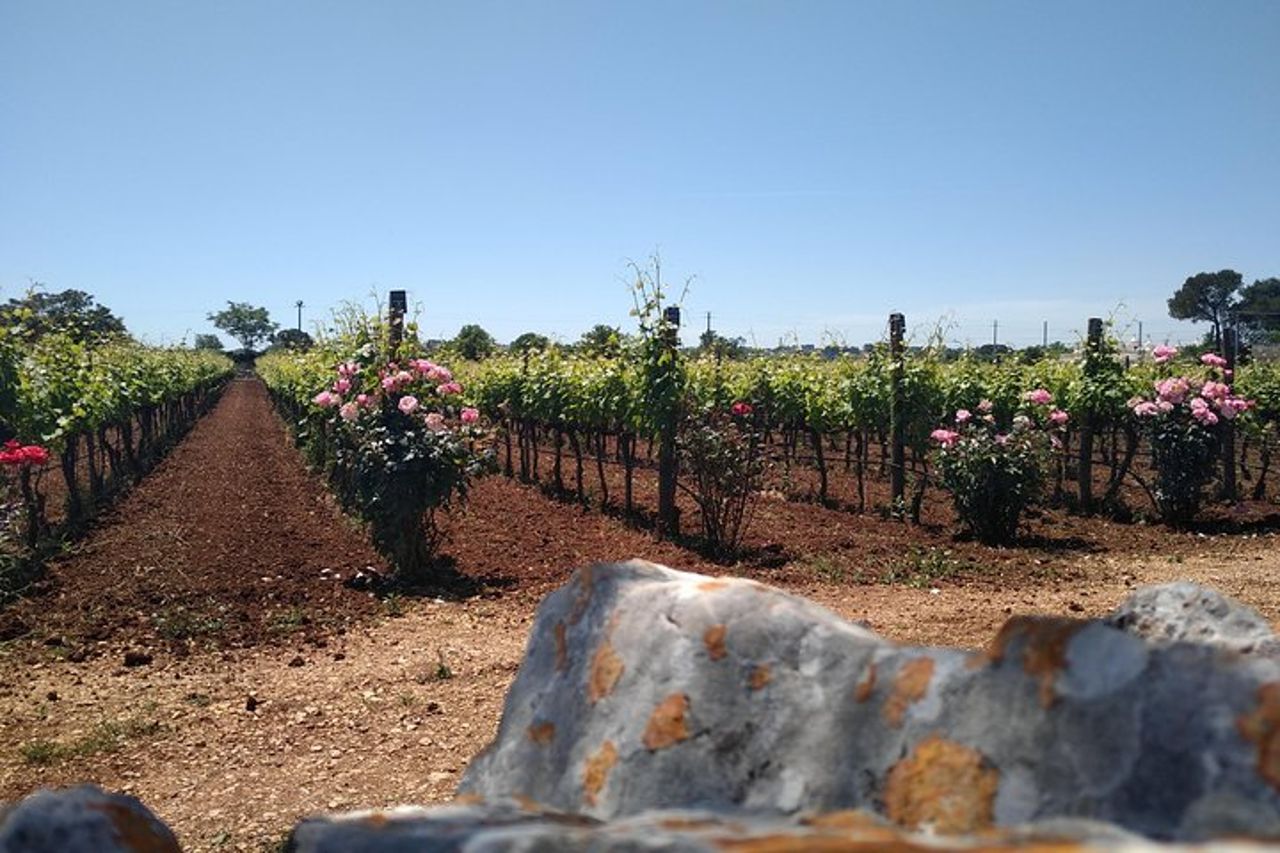 Tour in ebike: Alberobello e i vini della Valle d'Itria — 3