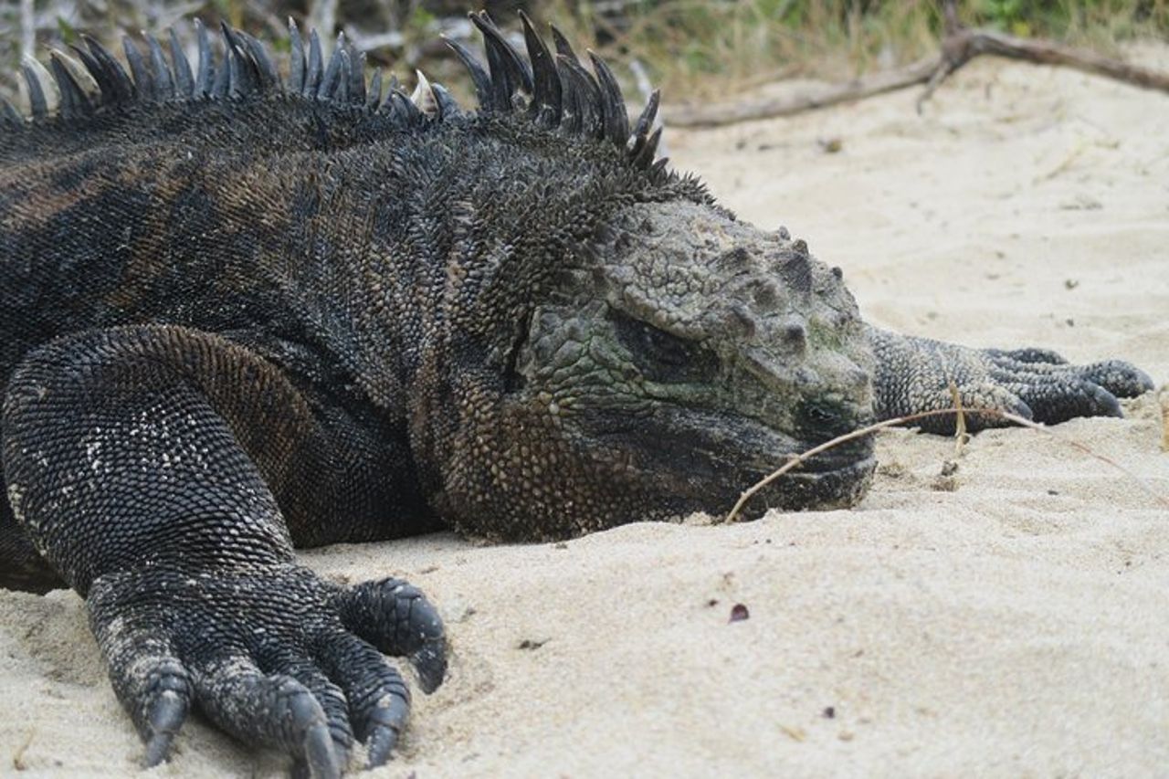 Godetevi il meglio di Quito e Galapagos (3 isole) 8 giorni di viaggio — 8