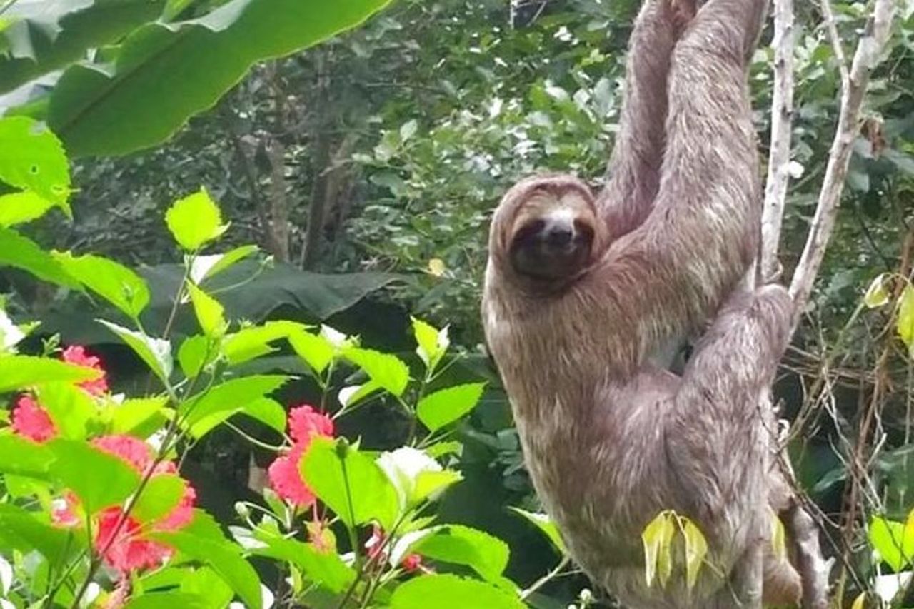 Tour amazzonico per 2 giorni da Iquitos — 3