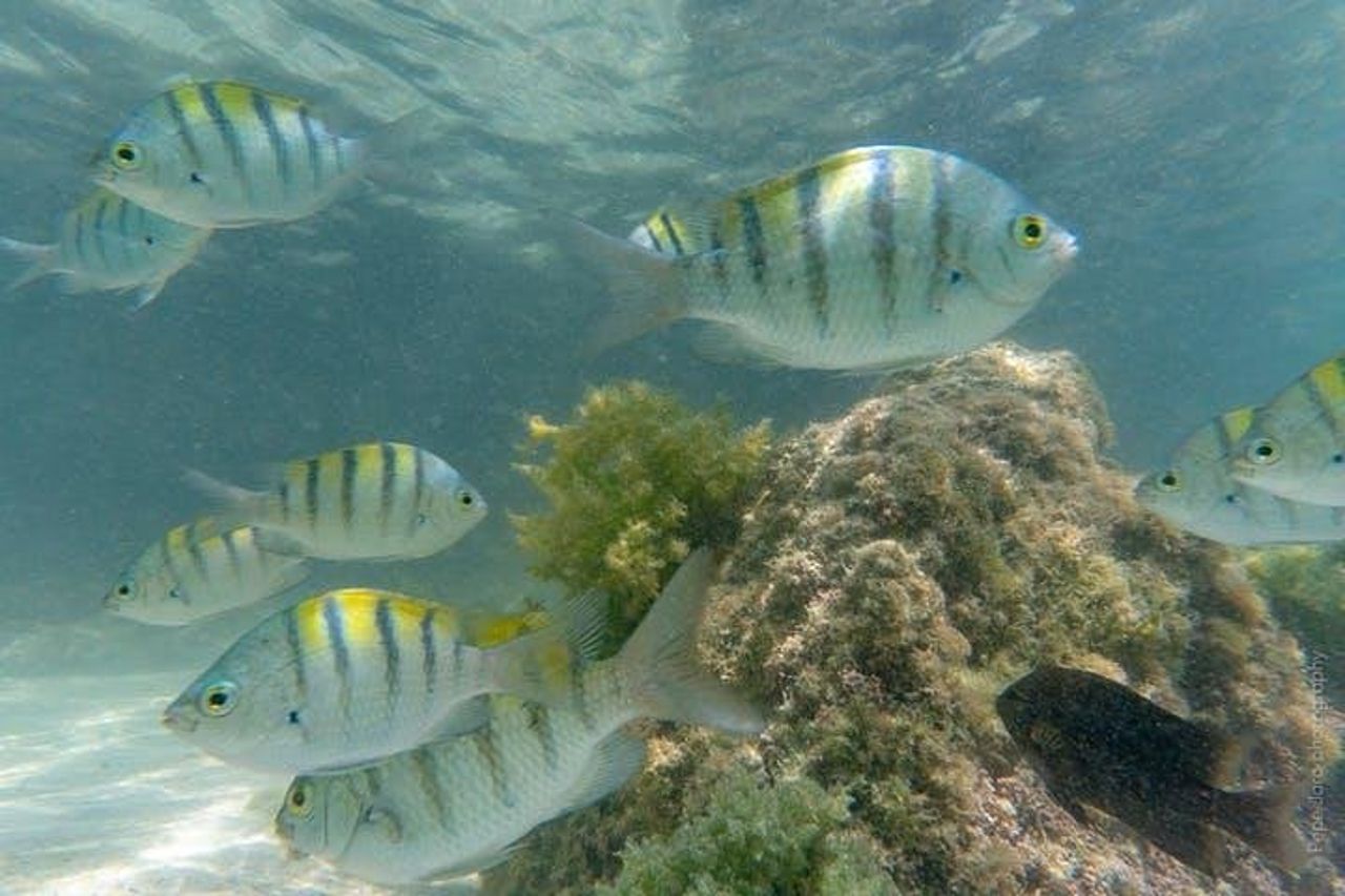 Snorkeling Crociera sull'isola in catamarano — 7