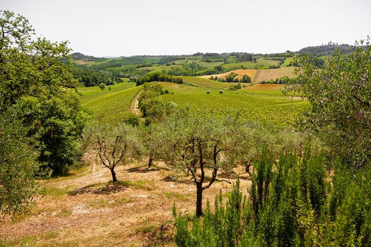 Escursione in Toscana da Firenze: Siena, San Gimignano, Pisa e pranzo in cantina — 8