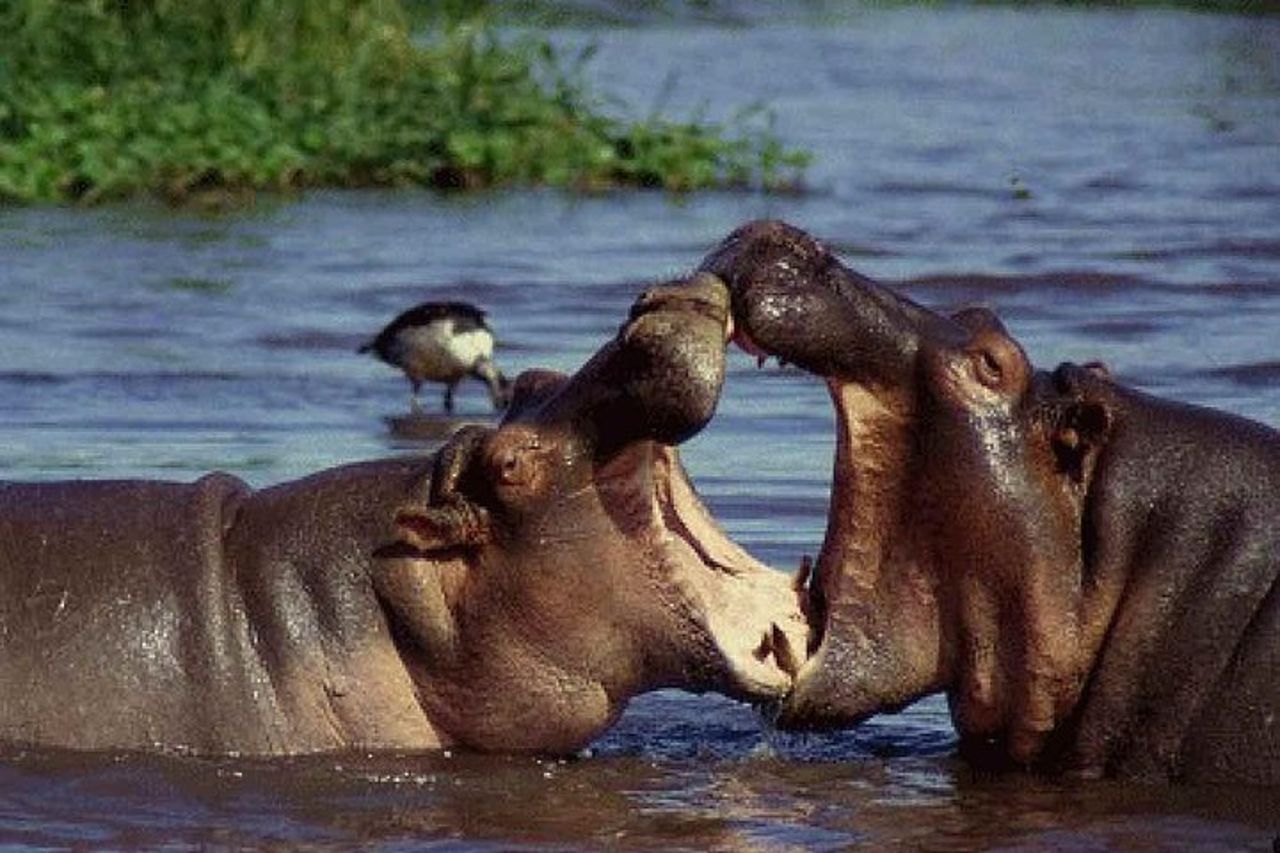 Cratere Tarangire Serengeti Ngorongoro di 4 giorni — 8